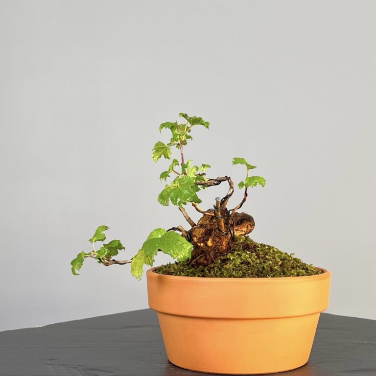 Pré-Bonsai de Viburnum, espécie caduca, folha tridente, tonalidades outonais e flores brancas na primavera. Este exemplar apresenta um tronco com caráter e está pronto para se desenvolver num shohin de qualidade. Plantado num vaso de treino