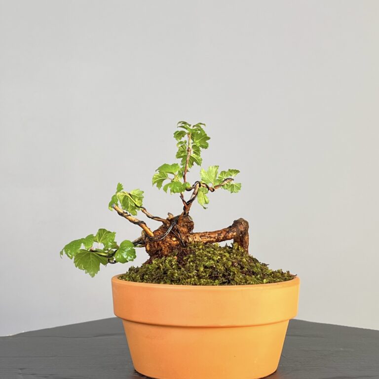 Pré-Bonsai de Viburnum, espécie caduca, folha tridente, tonalidades outonais e flores brancas na primavera. Este exemplar apresenta um tronco com caráter e está pronto para se desenvolver num shohin de qualidade. Plantado num vaso de treino