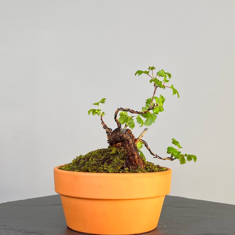 Pré-Bonsai de Viburnum, espécie caduca, folha tridente, tonalidades outonais e flores brancas na primavera. Este exemplar apresenta um tronco com caráter e está pronto para se desenvolver num shohin de qualidade. Plantado num vaso de treino