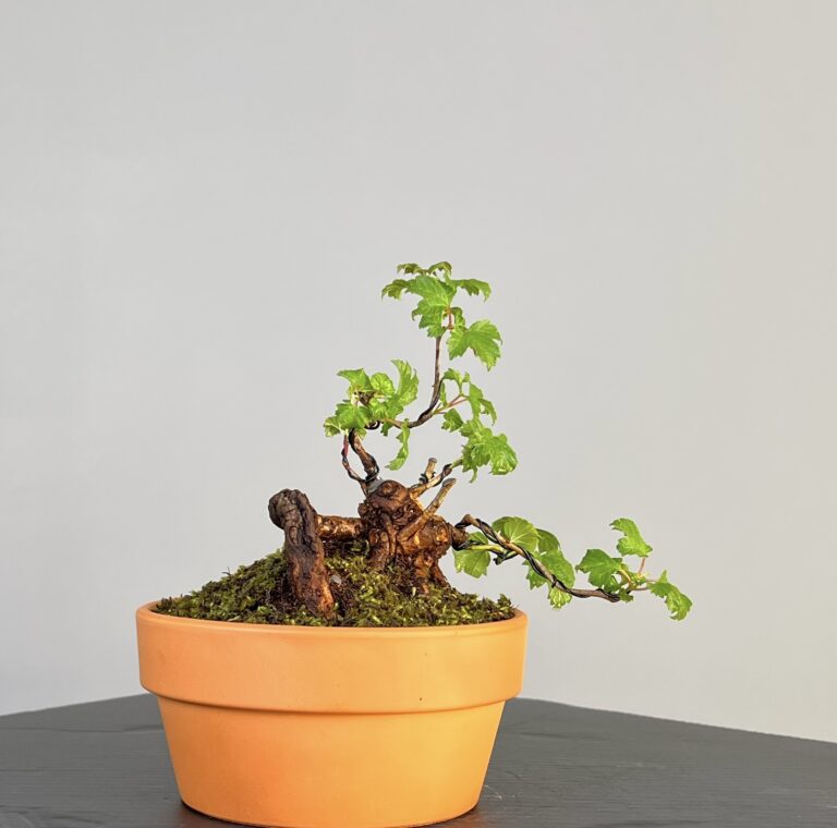 Pré-Bonsai de Viburnum, espécie caduca, folha tridente, tonalidades outonais e flores brancas na primavera. Este exemplar apresenta um tronco com caráter e está pronto para se desenvolver num shohin de qualidade. Plantado num vaso de treino