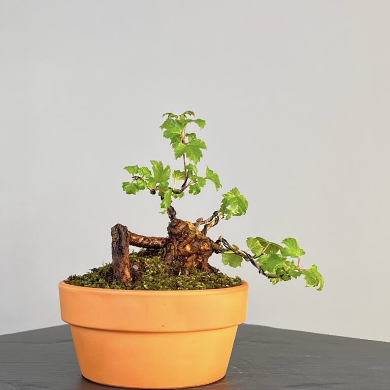 Pré-Bonsai de Viburnum, espécie caduca, folha tridente, tonalidades outonais e flores brancas na primavera. Este exemplar apresenta um tronco com caráter e está pronto para se desenvolver num shohin de qualidade. Plantado num vaso de treino