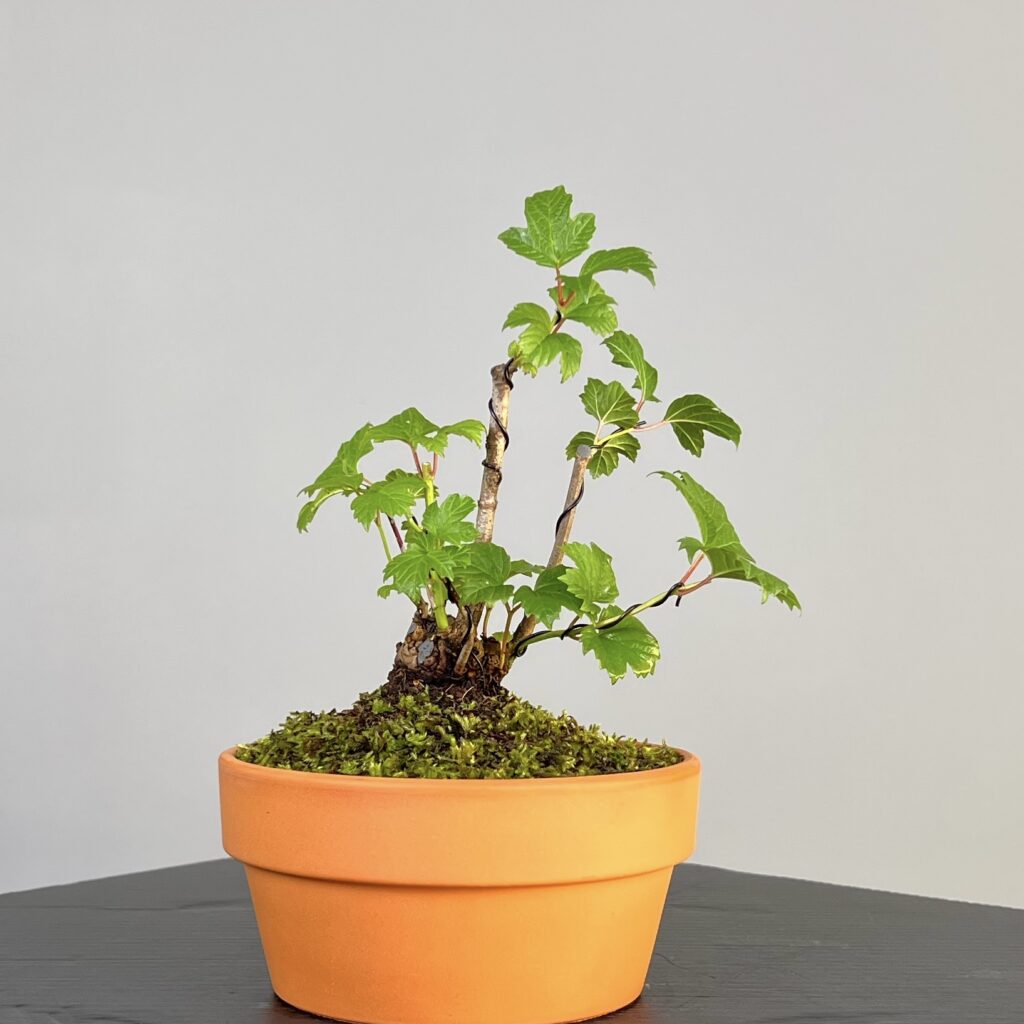 Pré-Bonsai de Viburnum, espécie caduca, folha tridente, tonalidades outonais e flores brancas na primavera. Este exemplar apresenta um tronco com caráter e está pronto para se desenvolver num shohin de qualidade. Plantado num vaso de treino