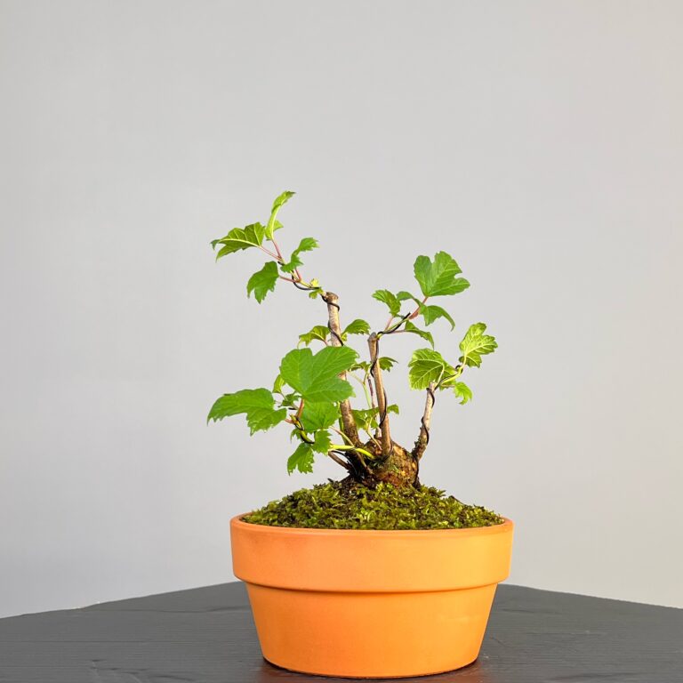 Pré-Bonsai de Viburnum, espécie caduca, folha tridente, tonalidades outonais e flores brancas na primavera. Este exemplar apresenta um tronco com caráter e está pronto para se desenvolver num shohin de qualidade. Plantado num vaso de treino