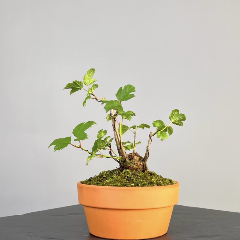 Pré-Bonsai de Viburnum, espécie caduca, folha tridente, tonalidades outonais e flores brancas na primavera. Este exemplar apresenta um tronco com caráter e está pronto para se desenvolver num shohin de qualidade. Plantado num vaso de treino