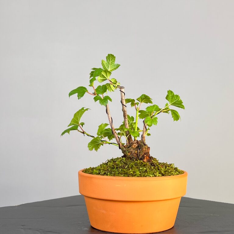 Pré-Bonsai de Viburnum, espécie caduca, folha tridente, tonalidades outonais e flores brancas na primavera. Este exemplar apresenta um tronco com caráter e está pronto para se desenvolver num shohin de qualidade. Plantado num vaso de treino