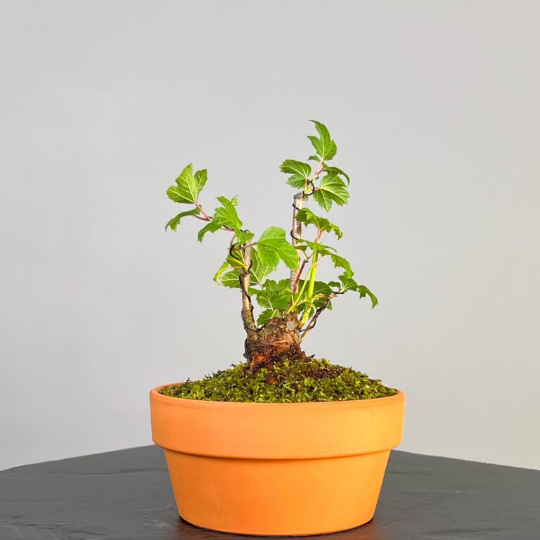 Pré-Bonsai de Viburnum, espécie caduca, folha tridente, tonalidades outonais e flores brancas na primavera. Este exemplar apresenta um tronco com caráter e está pronto para se desenvolver num shohin de qualidade. Plantado num vaso de treino