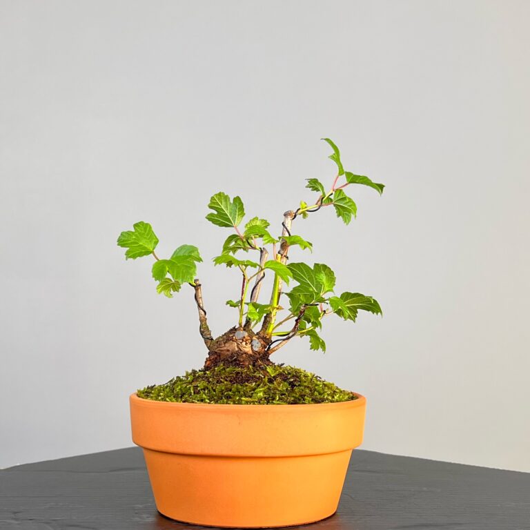 Pré-Bonsai de Viburnum, espécie caduca, folha tridente, tonalidades outonais e flores brancas na primavera. Este exemplar apresenta um tronco com caráter e está pronto para se desenvolver num shohin de qualidade. Plantado num vaso de treino