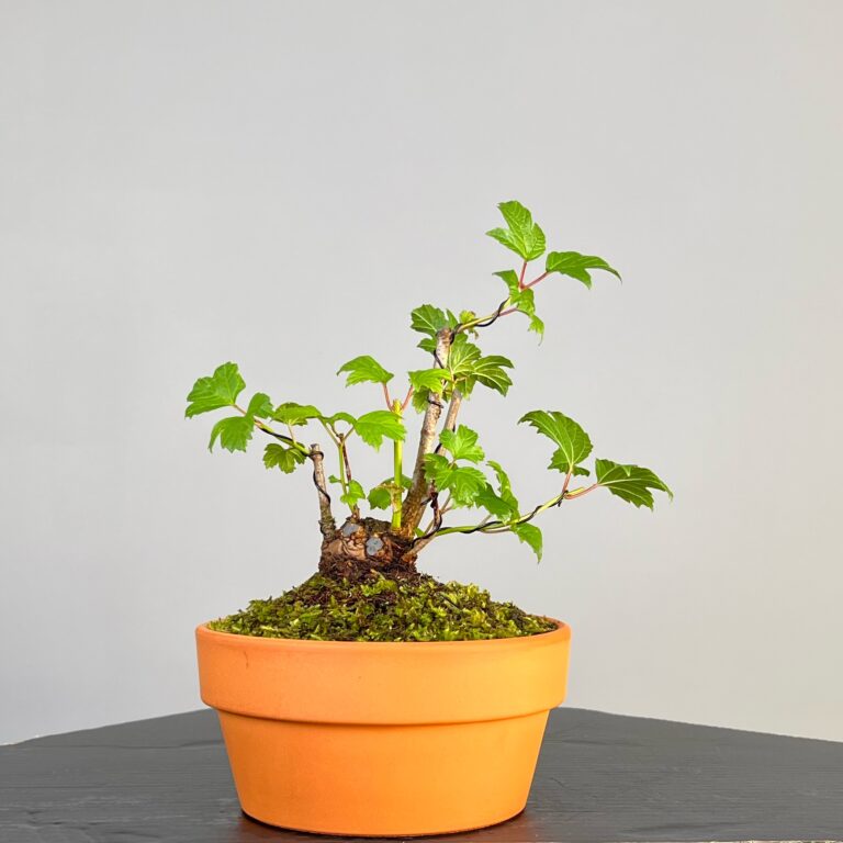 Pré-Bonsai de Viburnum, espécie caduca, folha tridente, tonalidades outonais e flores brancas na primavera. Este exemplar apresenta um tronco com caráter e está pronto para se desenvolver num shohin de qualidade. Plantado num vaso de treino