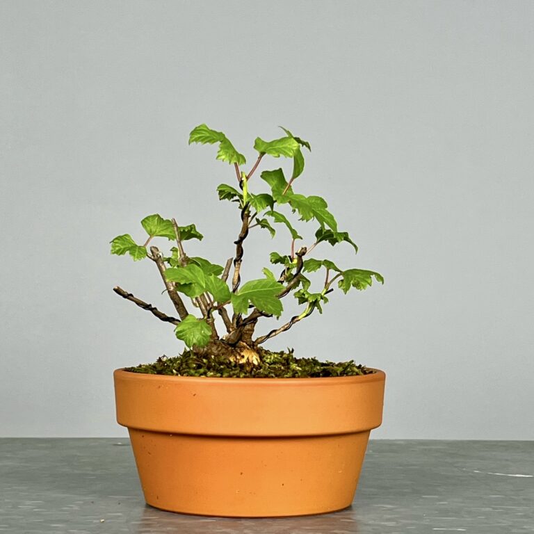 Pré-Bonsai de Viburnum, espécie caduca, folha tridente, tonalidades outonais e flores brancas na primavera. Este exemplar foi modelado no estilo kabudachi e está pronto para se desenvolver num shohin de qualidade. Plantado num vaso de treino