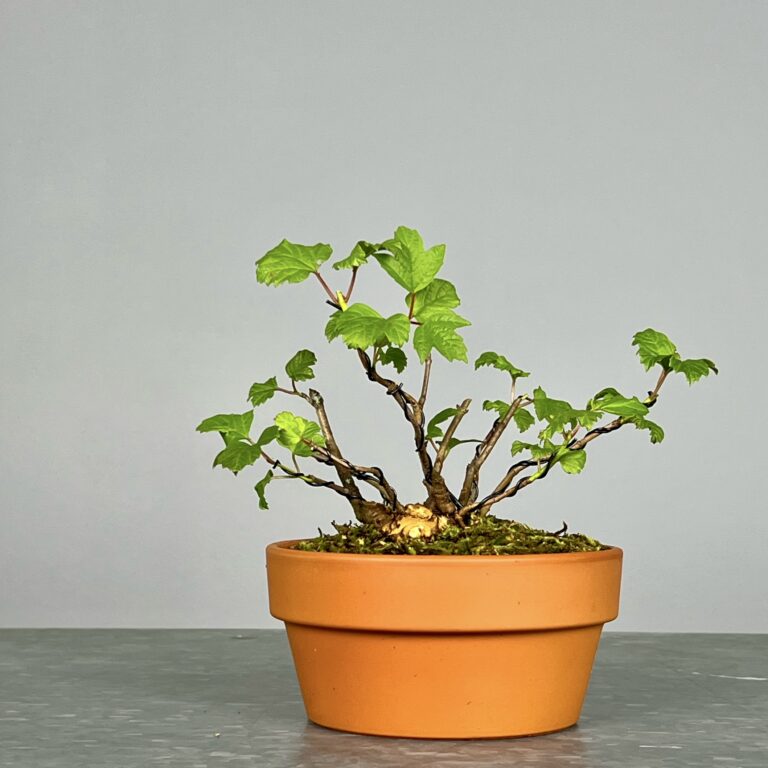 Pré-Bonsai de Viburnum, espécie caduca, folha tridente, tonalidades outonais e flores brancas na primavera. Este exemplar foi modelado no estilo kabudachi e está pronto para se desenvolver num shohin de qualidade. Plantado num vaso de treino