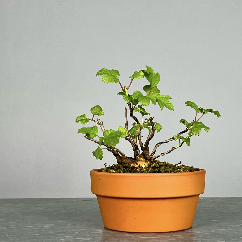 Pré-Bonsai de Viburnum, espécie caduca, folha tridente, tonalidades outonais e flores brancas na primavera. Este exemplar foi modelado no estilo kabudachi e está pronto para se desenvolver num shohin de qualidade. Plantado num vaso de treino