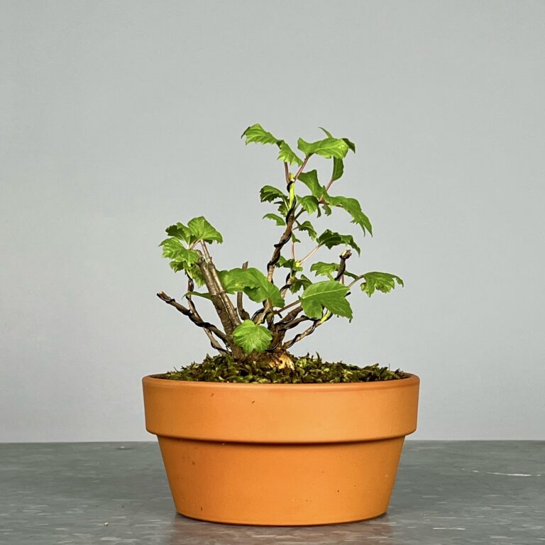 Pré-Bonsai de Viburnum, espécie caduca, folha tridente, tonalidades outonais e flores brancas na primavera. Este exemplar foi modelado no estilo kabudachi e está pronto para se desenvolver num shohin de qualidade. Plantado num vaso de treino