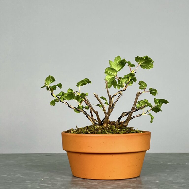 Pré-Bonsai de Viburnum, espécie caduca, folha tridente, tonalidades outonais e flores brancas na primavera. Este exemplar foi modelado no estilo kabudachi e está pronto para se desenvolver num shohin de qualidade. Plantado num vaso de treino