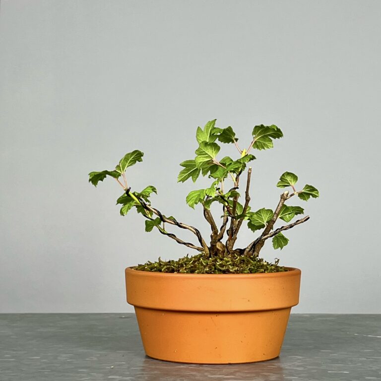 Pré-Bonsai de Viburnum, espécie caduca, folha tridente, tonalidades outonais e flores brancas na primavera. Este exemplar foi modelado no estilo kabudachi e está pronto para se desenvolver num shohin de qualidade. Plantado num vaso de treino