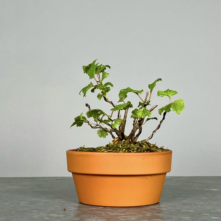 Pré-Bonsai de Viburnum, espécie caduca, folha tridente, tonalidades outonais e flores brancas na primavera. Este exemplar foi modelado no estilo kabudachi e está pronto para se desenvolver num shohin de qualidade. Plantado num vaso de treino