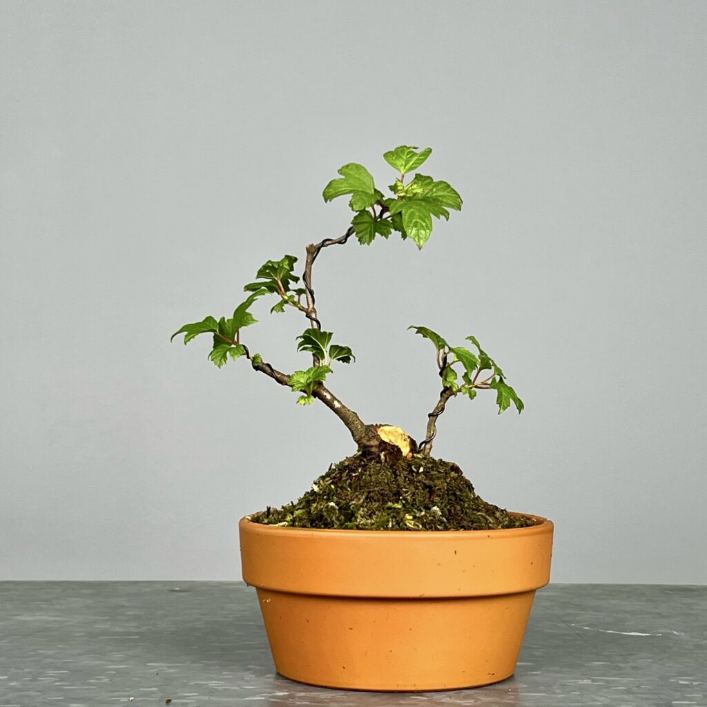 Pré-Bonsai de Viburnum, espécie caduca, folha tridente, tonalidades outonais e flores brancas na primavera. Este exemplar apresenta um tronco com caráter e está pronto para se desenvolver num shohin de qualidade. Plantado num vaso de treino