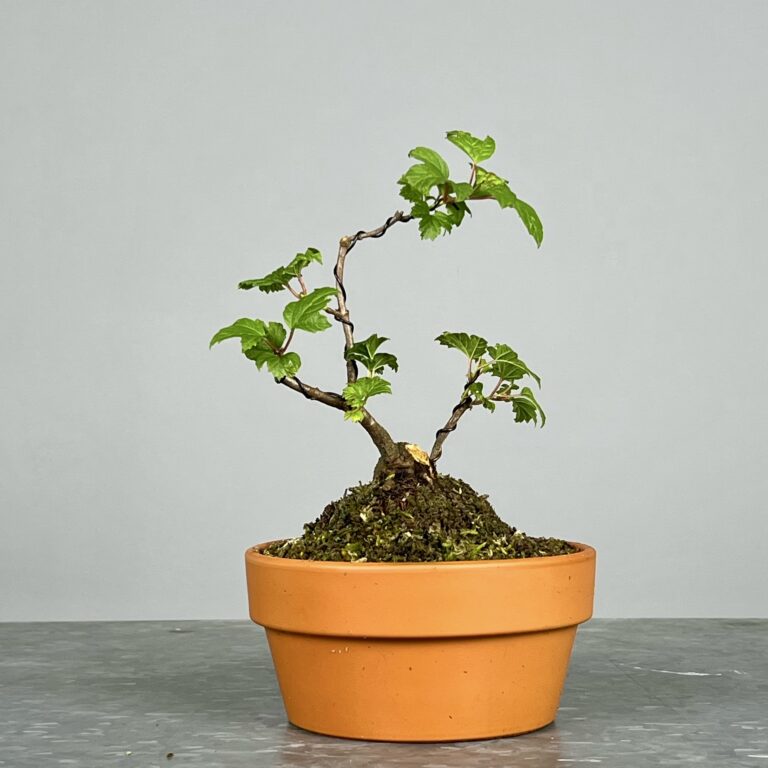 Pré-Bonsai de Viburnum, espécie caduca, folha tridente, tonalidades outonais e flores brancas na primavera. Este exemplar apresenta um tronco com caráter e está pronto para se desenvolver num shohin de qualidade. Plantado num vaso de treino