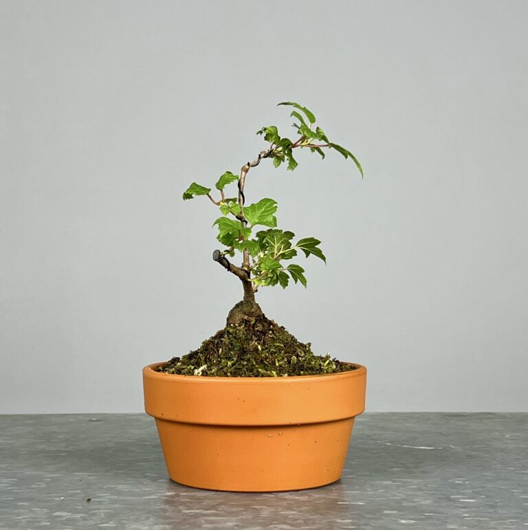 Pré-Bonsai de Viburnum, espécie caduca, folha tridente, tonalidades outonais e flores brancas na primavera. Este exemplar apresenta um tronco com caráter e está pronto para se desenvolver num shohin de qualidade. Plantado num vaso de treino