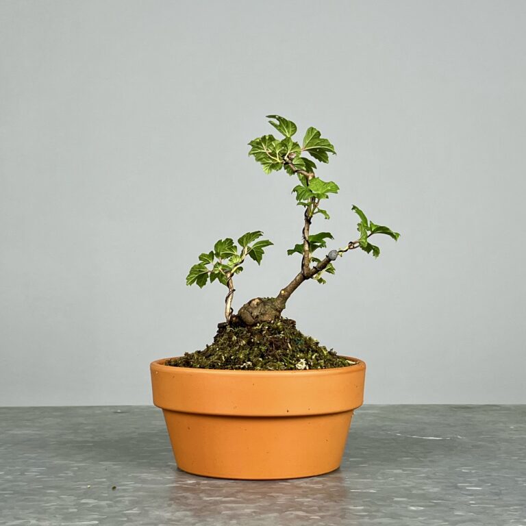 Pré-Bonsai de Viburnum, espécie caduca, folha tridente, tonalidades outonais e flores brancas na primavera. Este exemplar apresenta um tronco com caráter e está pronto para se desenvolver num shohin de qualidade. Plantado num vaso de treino