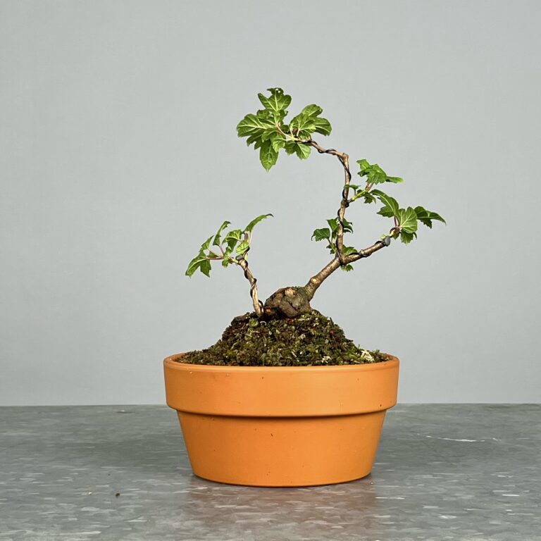 Pré-Bonsai de Viburnum, espécie caduca, folha tridente, tonalidades outonais e flores brancas na primavera. Este exemplar apresenta um tronco com caráter e está pronto para se desenvolver num shohin de qualidade. Plantado num vaso de treino