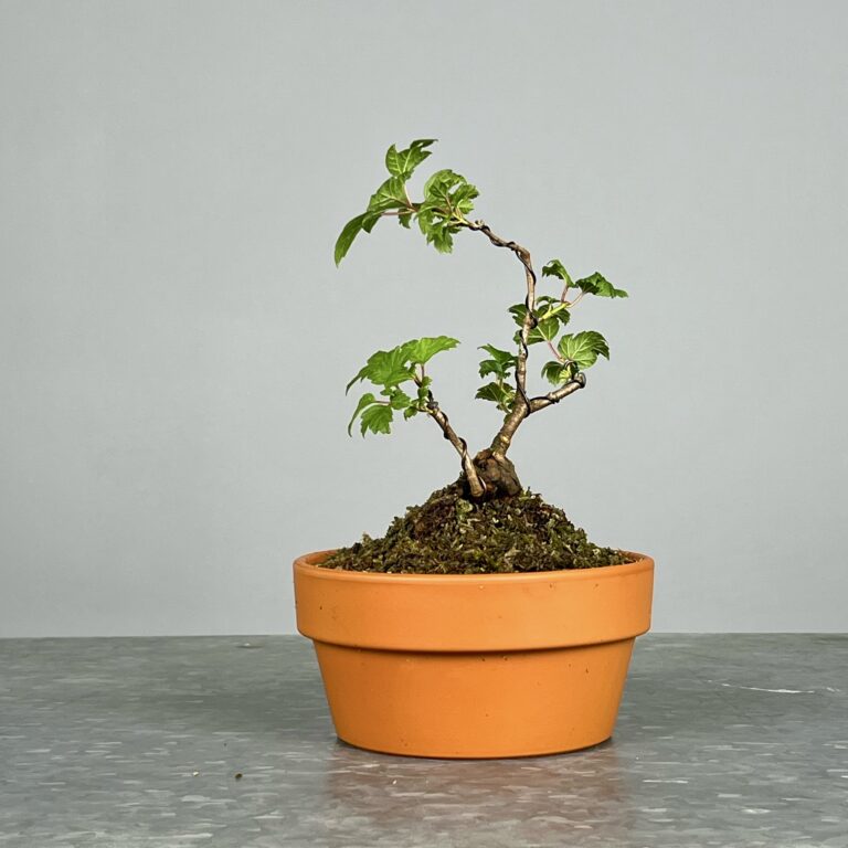 Pré-Bonsai de Viburnum, espécie caduca, folha tridente, tonalidades outonais e flores brancas na primavera. Este exemplar apresenta um tronco com caráter e está pronto para se desenvolver num shohin de qualidade. Plantado num vaso de treino