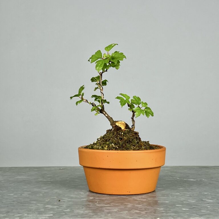 Pré-Bonsai de Viburnum, espécie caduca, folha tridente, tonalidades outonais e flores brancas na primavera. Este exemplar apresenta um tronco com caráter e está pronto para se desenvolver num shohin de qualidade. Plantado num vaso de treino