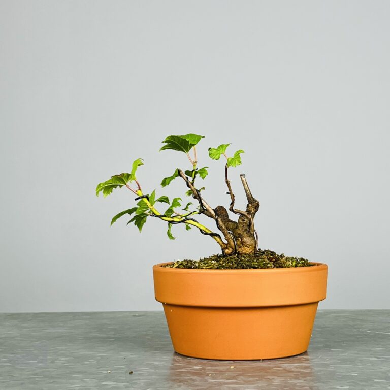 Pré-Bonsai de Viburnum, espécie caduca, folha tridente, tonalidades outonais e flores brancas na primavera. Este exemplar apresenta um tronco com caráter e está pronto para se desenvolver num shohin de qualidade. Plantado num vaso de treino