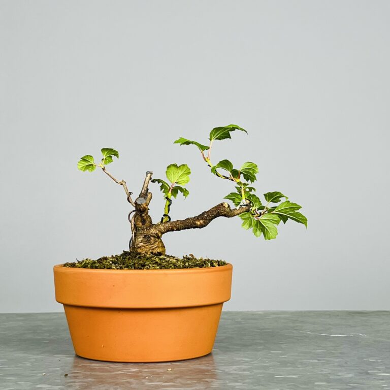 Pré-Bonsai de Viburnum, espécie caduca, folha tridente, tonalidades outonais e flores brancas na primavera. Este exemplar apresenta um tronco com caráter e está pronto para se desenvolver num shohin de qualidade. Plantado num vaso de treino