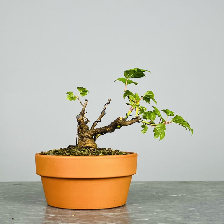 Pré-Bonsai de Viburnum, espécie caduca, folha tridente, tonalidades outonais e flores brancas na primavera. Este exemplar apresenta um tronco com caráter e está pronto para se desenvolver num shohin de qualidade. Plantado num vaso de treino