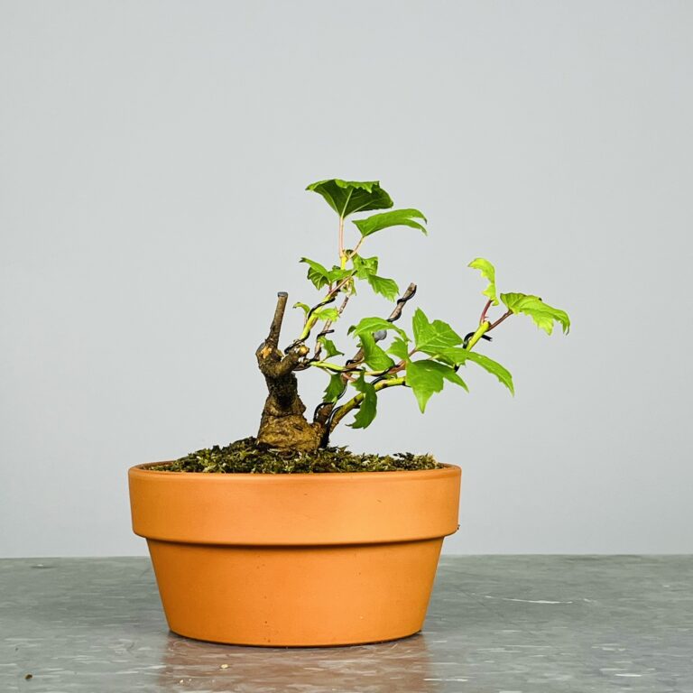 Pré-Bonsai de Viburnum, espécie caduca, folha tridente, tonalidades outonais e flores brancas na primavera. Este exemplar apresenta um tronco com caráter e está pronto para se desenvolver num shohin de qualidade. Plantado num vaso de treino