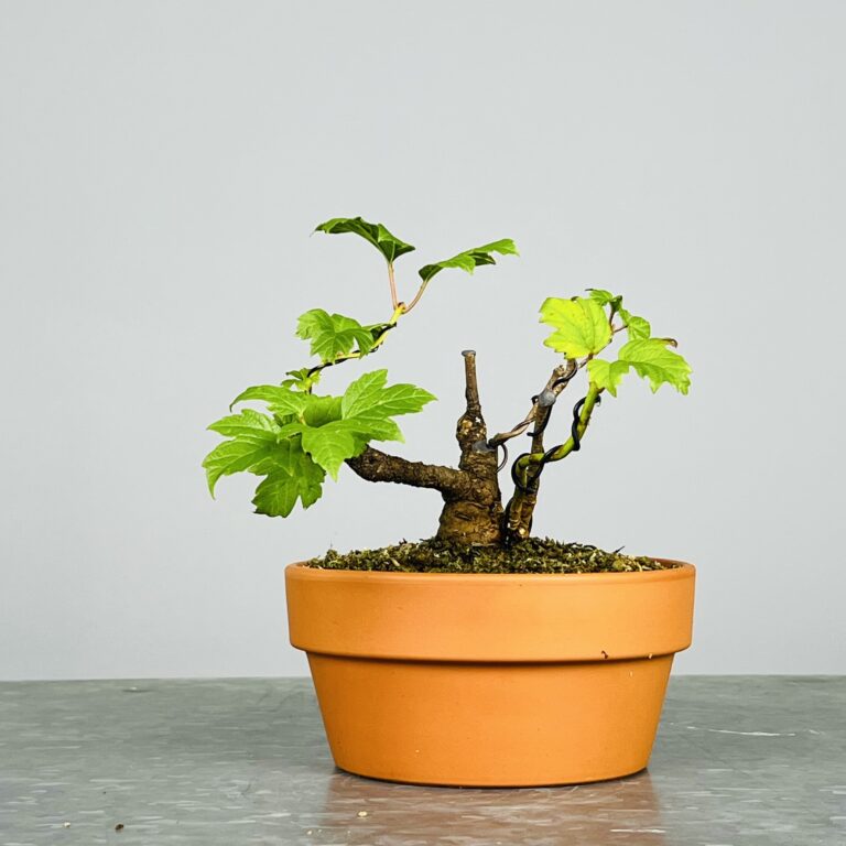 Pré-Bonsai de Viburnum, espécie caduca, folha tridente, tonalidades outonais e flores brancas na primavera. Este exemplar apresenta um tronco com caráter e está pronto para se desenvolver num shohin de qualidade. Plantado num vaso de treino