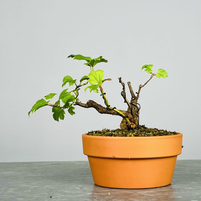 Pré-Bonsai de Viburnum, espécie caduca, folha tridente, tonalidades outonais e flores brancas na primavera. Este exemplar apresenta um tronco com caráter e está pronto para se desenvolver num shohin de qualidade. Plantado num vaso de treino