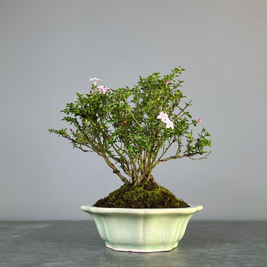 Bonsai Serissa Variegata modelado no estilo kabudachi, ou multitronco. Plantado num vaso verde pastel para realçar o contraste entre o verde suave das folhas e o delicado lilás das flores