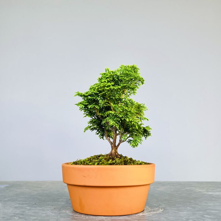 Pré-Bonsai de Hinoki, folha curta em forma de leque, tronco e ramificação bem definidos