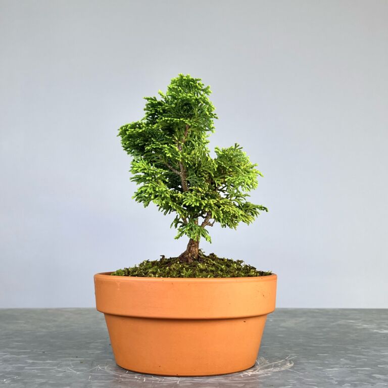 Pré-Bonsai de Hinoki, folha curta em forma de leque, tronco e ramificação bem definidos