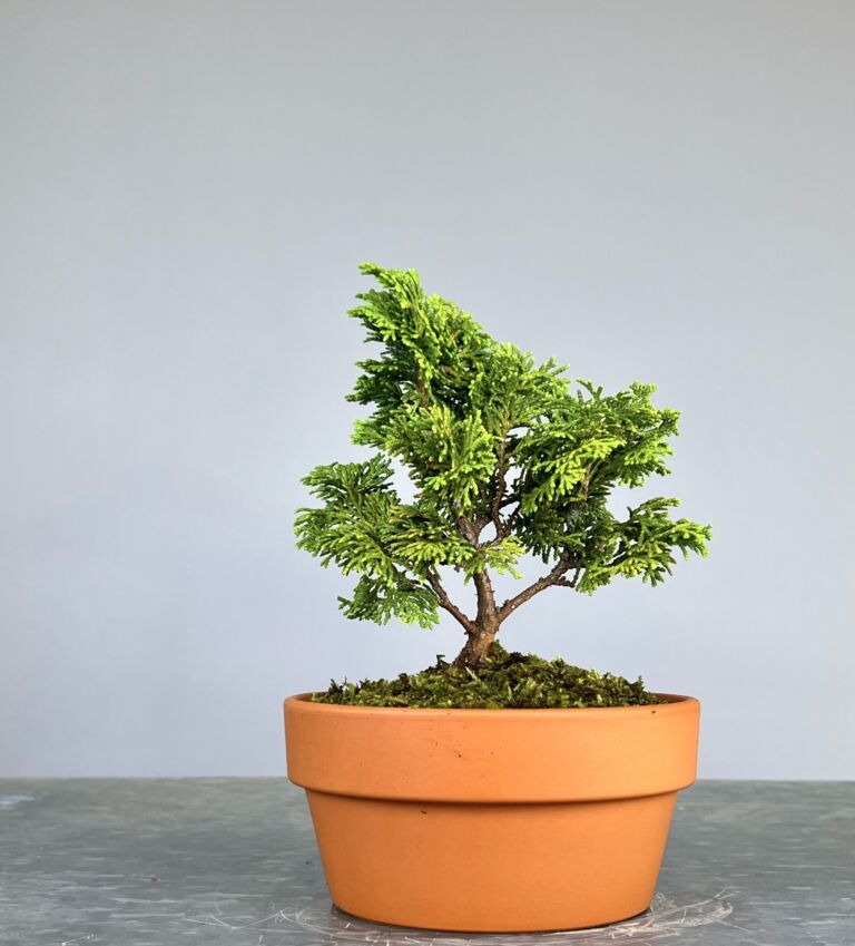 Pré-Bonsai de Hinoki, folha curta em forma de leque, tronco e ramificação bem definidos