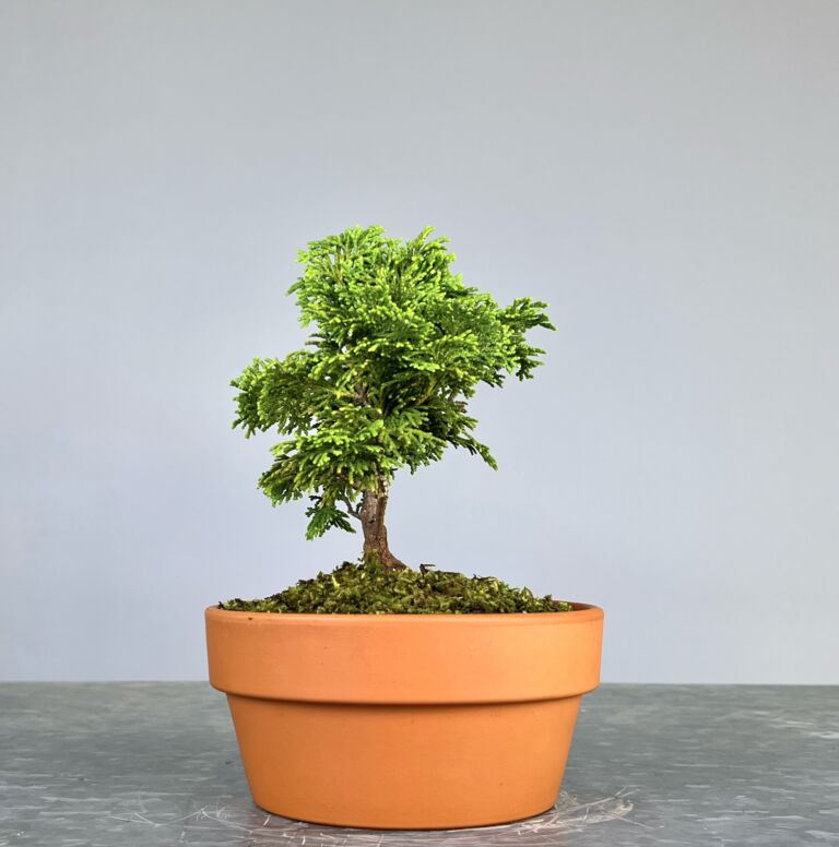 Pré-Bonsai de Hinoki, folha curta em forma de leque, tronco e ramificação bem definidos