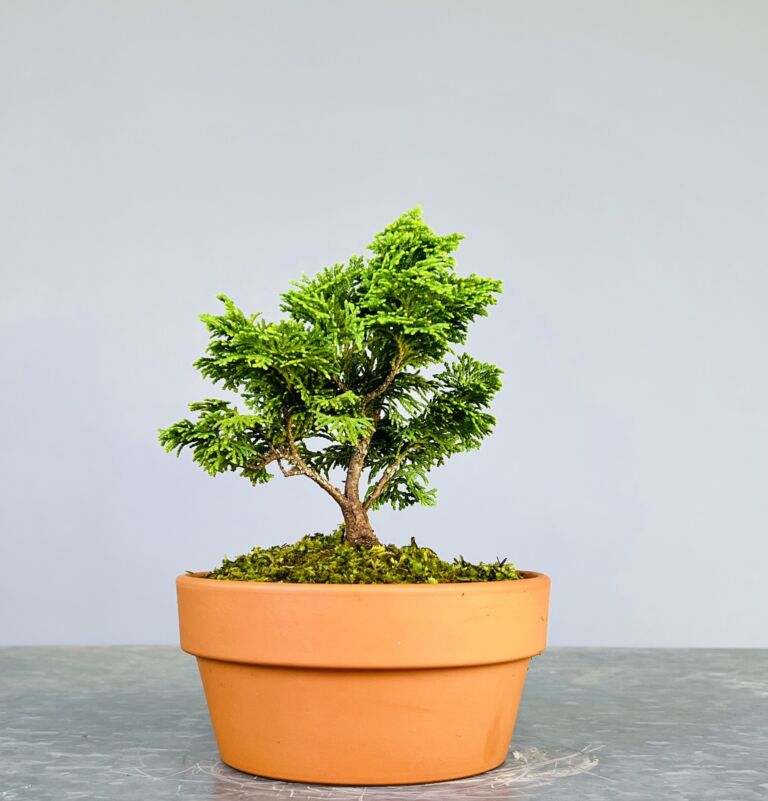 Pré-Bonsai de Hinoki, folha curta em forma de leque, tronco e ramificação bem definidos