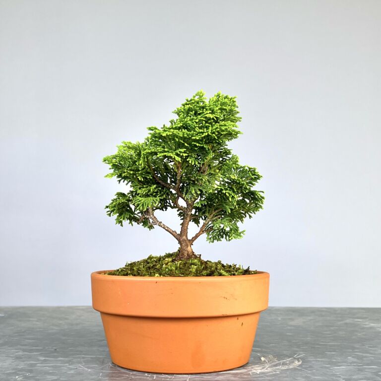 Pré-Bonsai de Hinoki, folha curta em forma de leque, tronco e ramificação bem definidos