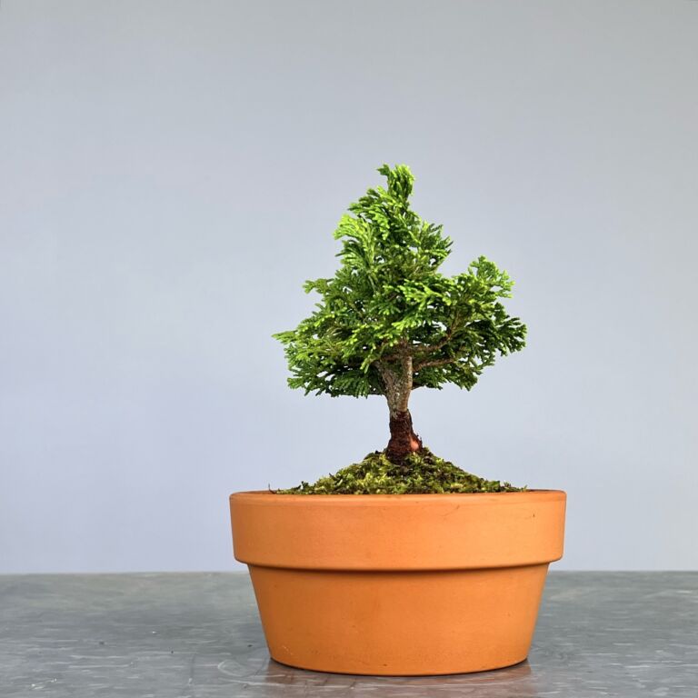 Pré Bonsai de Hinoki, folha curta em forma de leque, tronco e ramificação bem definidos