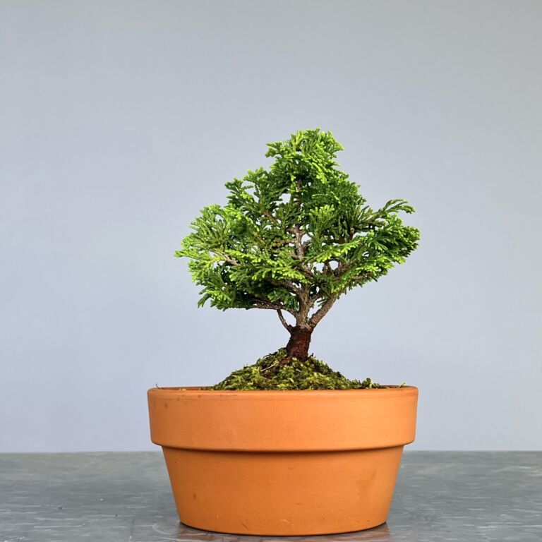 Pré Bonsai de Hinoki, folha curta em forma de leque, tronco e ramificação bem definidos