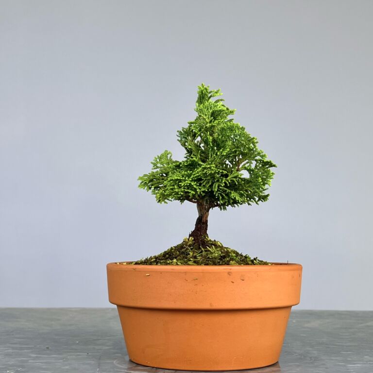 Pré Bonsai de Hinoki, folha curta em forma de leque, tronco e ramificação bem definidos