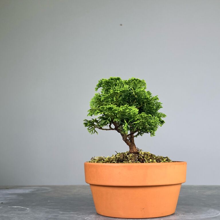 Hinoki Cypress Pré-Bonsai de qualidade, folhagem em forma de leque, tronco e ramificação bem definidos