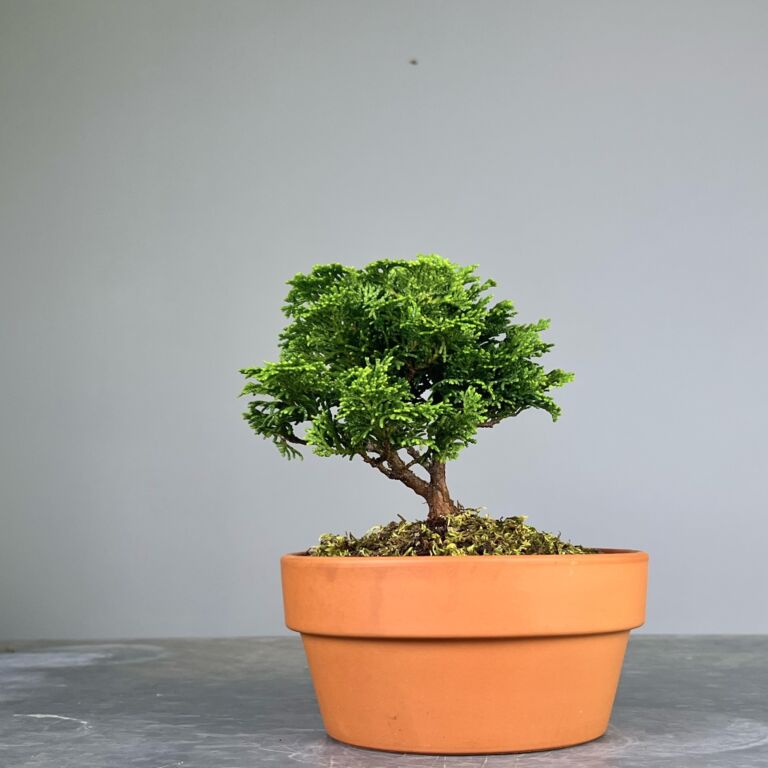 Pré-Bonsai de Hinoki, folha curta em forma de leque, tronco e ramificação bem definidos