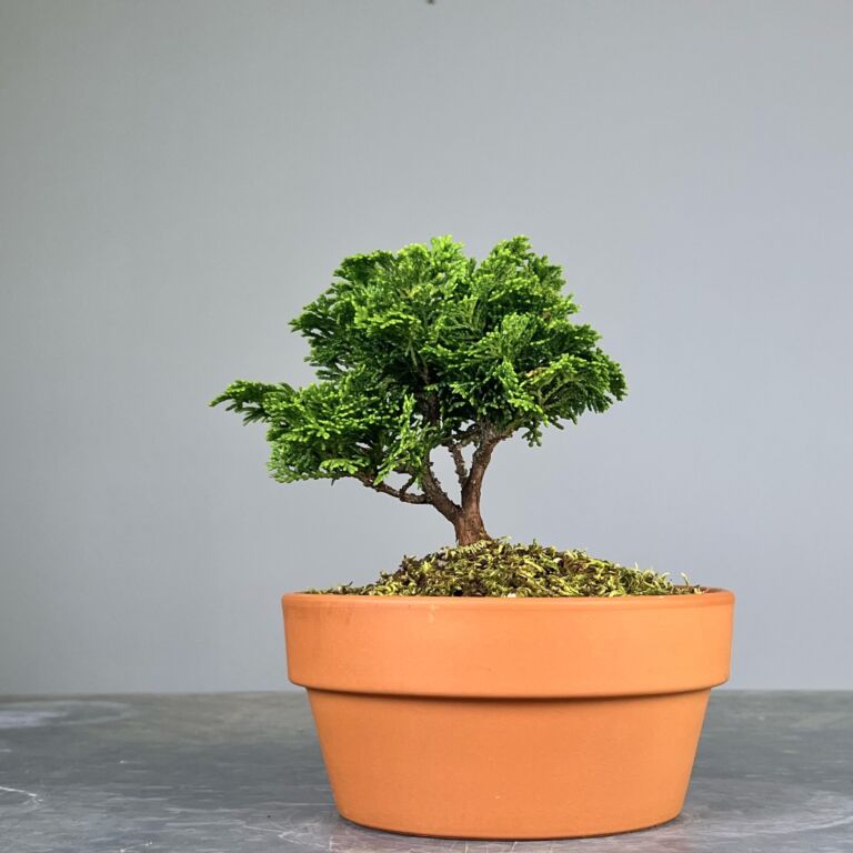 Pré-Bonsai de Hinoki, folha curta em forma de leque, tronco e ramificação bem definidos