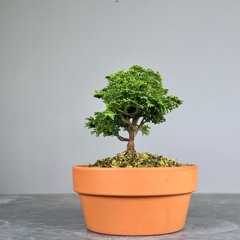 Pré-Bonsai de Hinoki, folha curta em forma de leque, tronco e ramificação bem definidos