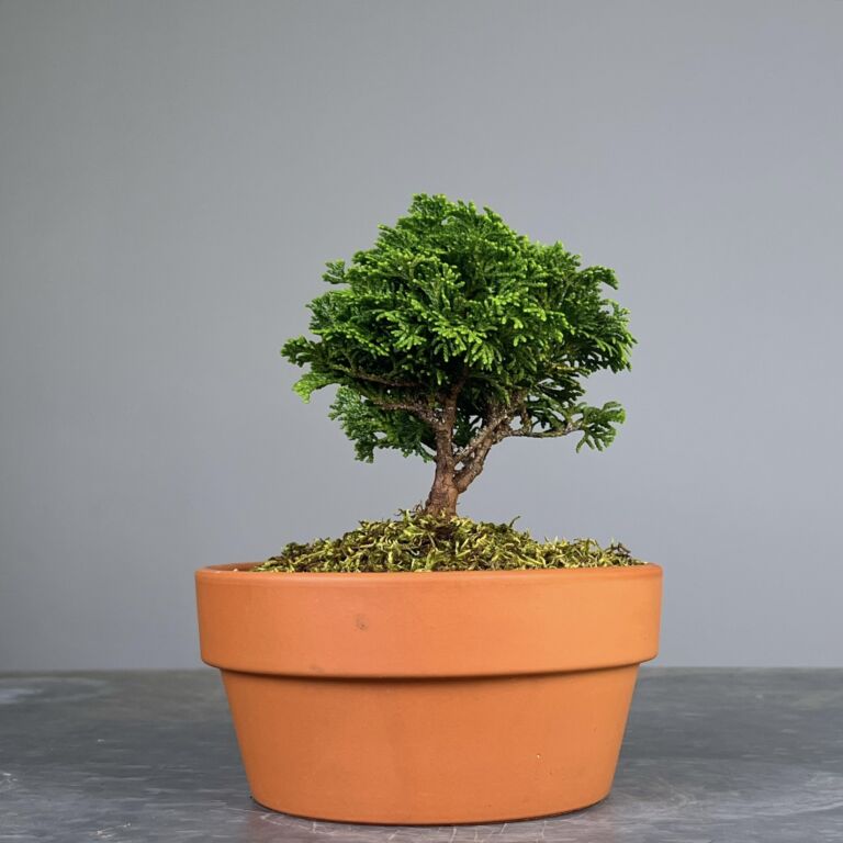 Pré-Bonsai de Hinoki, folha curta em forma de leque, tronco e ramificação bem definidos