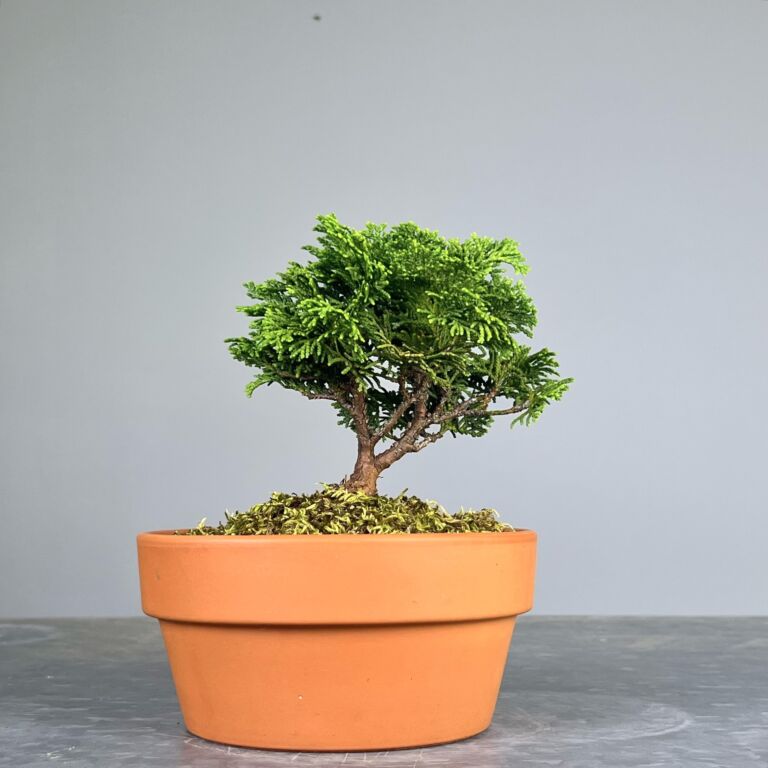 Pré-Bonsai de Hinoki, folha curta em forma de leque, tronco e ramificação bem definidos