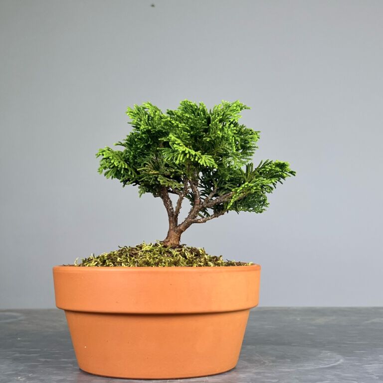 Pré-Bonsai de Hinoki, folha curta em forma de leque, tronco e ramificação bem definidos