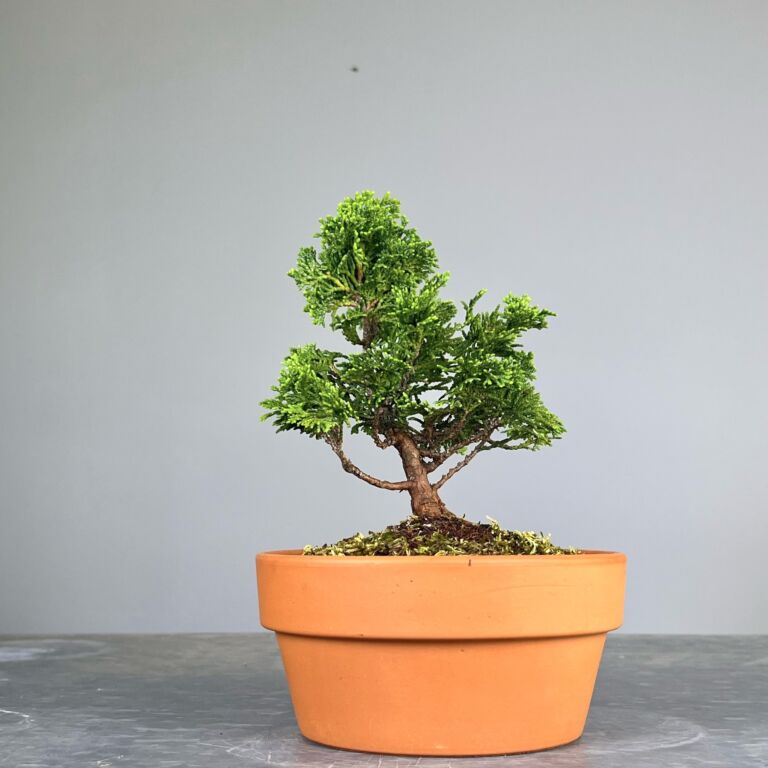 Pré-Bonsai de Hinoki, folha curta em forma de leque, tronco e ramificação bem definidos